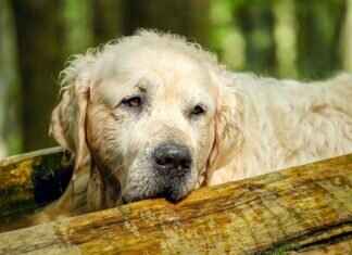 What to Do If a Dog Bites Another Dog at the Park What to Do If a Dog Bites Another Dog at the Park