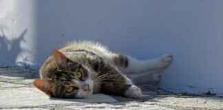 What to Do If a Stray Dog Bites You – Important Safety Steps What to Do If a Stray Dog Bites You – Important Safety Steps