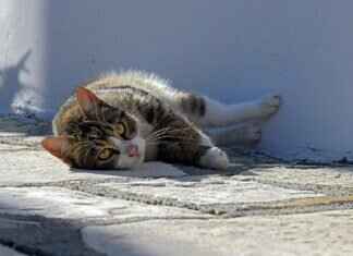 What to Do If a Stray Dog Bites You – Important Safety Steps What to Do If a Stray Dog Bites You – Important Safety Steps