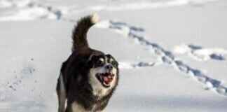 Sokak Köpeği Isırırsa Ne Yapmalısınız? – Önemli Güvenlik Adımları Sokak Köpeği Isırırsa Ne Yapmalısınız? – Önemli Güvenlik Adımları