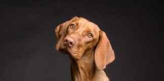 What to Do If You Get Bitten by a Dog – Legal and Medical Guide What to Do If You Get Bitten by a Dog – Legal and Medical Guide