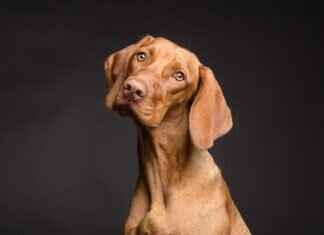 What to Do If You Get Bitten by a Dog – Legal and Medical Guide What to Do If You Get Bitten by a Dog – Legal and Medical Guide