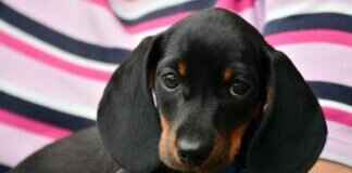 Köpek Isırması Durumunda Ne Yapmalı – Hukuki ve Tıbbi Rehber Köpek Isırması Durumunda Ne Yapmalı - Hukuki ve Tıbbi Rehber