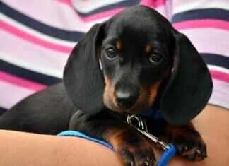 Köpek Isırması Durumunda Ne Yapmalı – Hukuki ve Tıbbi Rehber Köpek Isırması Durumunda Ne Yapmalı - Hukuki ve Tıbbi Rehber