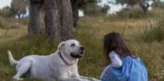 Köpeğiniz Başka Bir Köpeği Isırırsa Ne Yapmalısınız? – Hukuki ve Pratik Adımlar Köpeğiniz Başka Bir Köpeği Isırırsa Ne Yapmalısınız? – Hukuki ve Pratik Adımlar