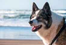 What to Do If Your Dog Bites Someone – Legal and Ethical Steps What to Do If Your Dog Bites Someone – Legal and Ethical Steps