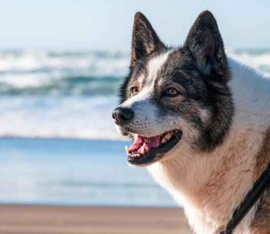 What to Do If Your Dog Bites Someone – Legal and Ethical Steps What to Do If Your Dog Bites Someone – Legal and Ethical Steps