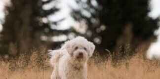 Köpeğiniz Birine Isırırsa Ne Yapmalısınız? – Hukuki ve Etik Adımlar Köpeğiniz Birine Isırırsa Ne Yapmalısınız? – Hukuki ve Etik Adımlar