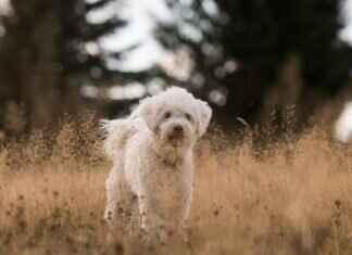 Köpeğiniz Birine Isırırsa Ne Yapmalısınız? – Hukuki ve Etik Adımlar Köpeğiniz Birine Isırırsa Ne Yapmalısınız? – Hukuki ve Etik Adımlar