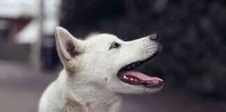 Köpeğiniz Başka Bir Köpek Tarafından Isırıldığında Ne Yapmalısınız? Köpeğiniz Başka Bir Köpek Tarafından Isırıldığında Ne Yapmalısınız?