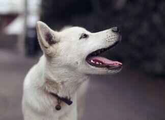 Köpeğiniz Başka Bir Köpek Tarafından Isırıldığında Ne Yapmalısınız? Köpeğiniz Başka Bir Köpek Tarafından Isırıldığında Ne Yapmalısınız?