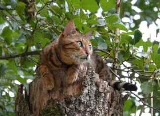 What to Expect from West Bengal’s Future in Politics What to Expect from West Bengal’s Future in Politics