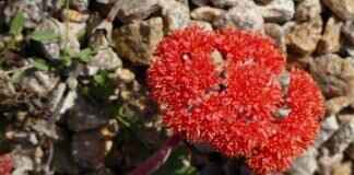 Where to Buy an Authentic Johnny Manziel Jersey Online Where to Buy an Authentic Johnny Manziel Jersey Online