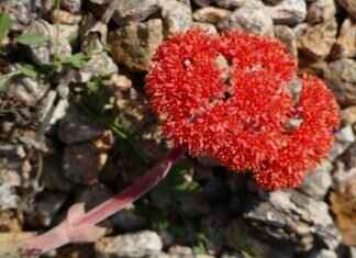 Where to Buy an Authentic Johnny Manziel Jersey Online Where to Buy an Authentic Johnny Manziel Jersey Online