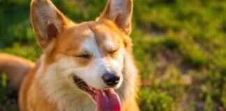 Which Dog Breed Has the Strongest Bite? Which Dog Breed Has the Strongest Bite?