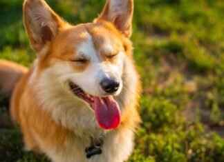 Which Dog Breed Has the Strongest Bite? Which Dog Breed Has the Strongest Bite?