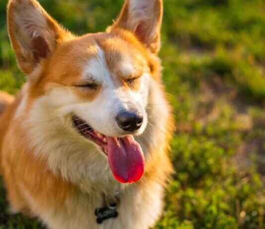 Which Dog Breed Has the Strongest Bite? Which Dog Breed Has the Strongest Bite?