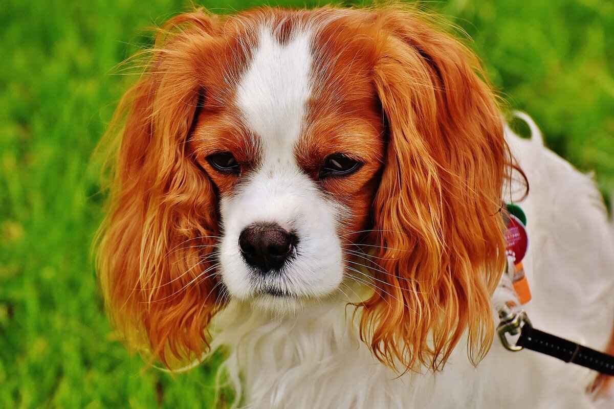 Köpek Isırma Gücü Nedir?