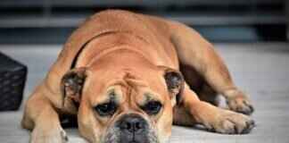 Which Dog Has the Strongest Bite Force? The Top 10 List Which Dog Has the Strongest Bite Force? The Top 10 List