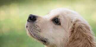 Hangi Köpek En Güçlü Isırık Gücüne Sahip? En İyi 10 Liste Hangi Köpek En Güçlü Isırık Gücüne Sahip? En İyi 10 Liste