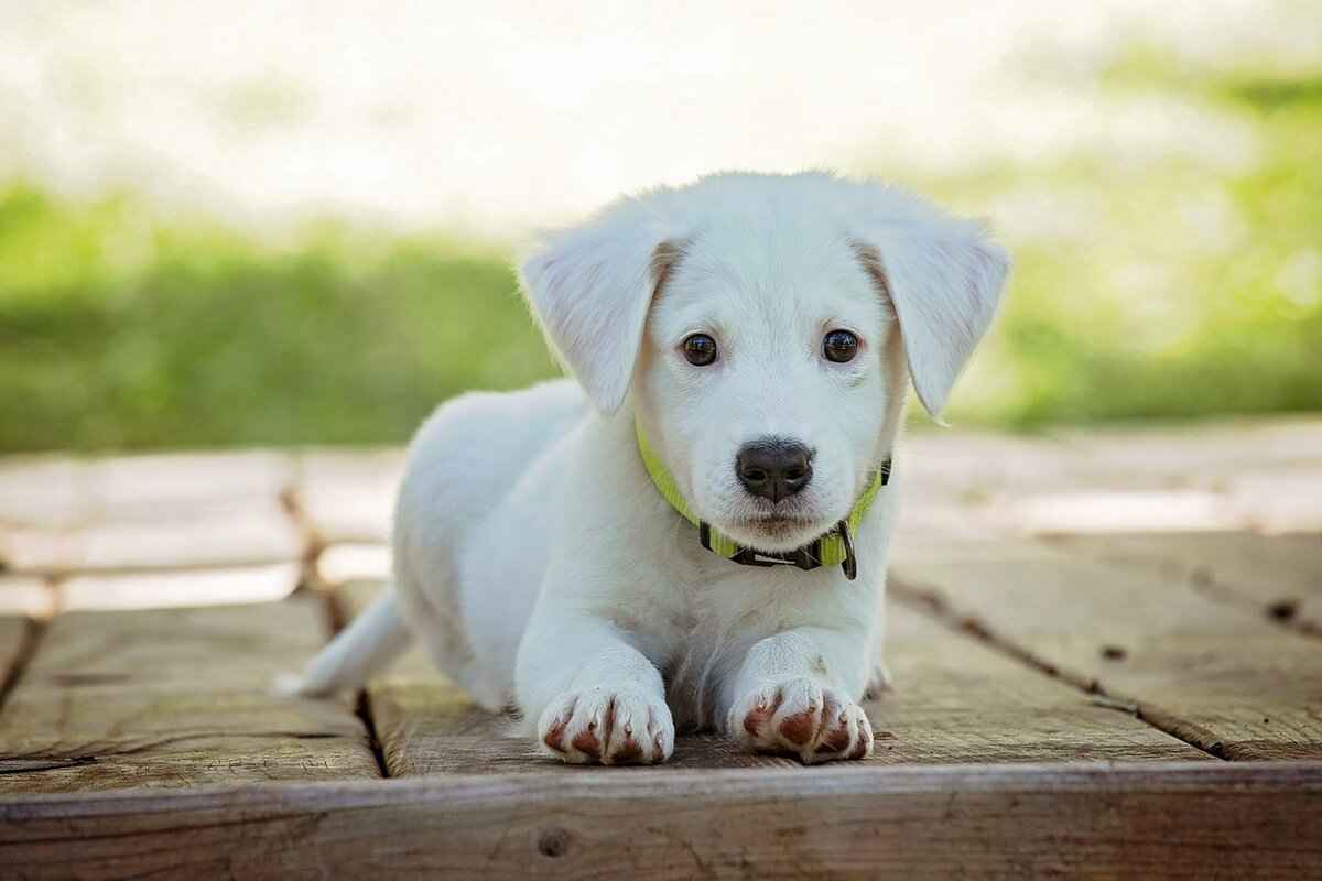 [En Güçlü Isırık Gücüne Sahip Köpek Irkları]