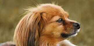 Büyük Köpek Irkları Hangi Irkların En Güçlü Isırık Gücüne Sahip? Büyük Köpek Irkları Hangi Irkların En Güçlü Isırık Gücüne Sahip?