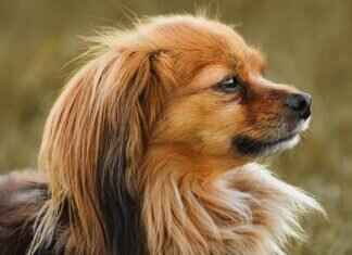 Büyük Köpek Irkları Hangi Irkların En Güçlü Isırık Gücüne Sahip? Büyük Köpek Irkları Hangi Irkların En Güçlü Isırık Gücüne Sahip?