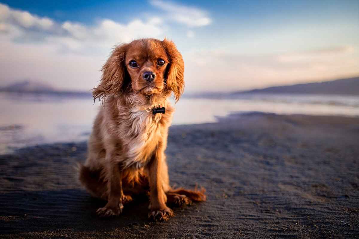 [Rottweiler'ın Özellikleri]