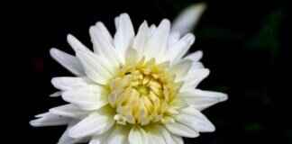 Who Is Michael Crooks? Everything You Need to Know Who Is Michael Crooks? Everything You Need to Know