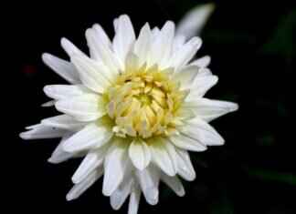 Who Is Michael Crooks? Everything You Need to Know Who Is Michael Crooks? Everything You Need to Know