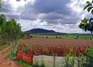 Why Bengali Sarees Are Famous Worldwide Why Bengali Sarees Are Famous Worldwide