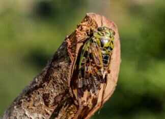 Why Cricket Is a Religion in West Bengal Why Cricket Is a Religion in West Bengal