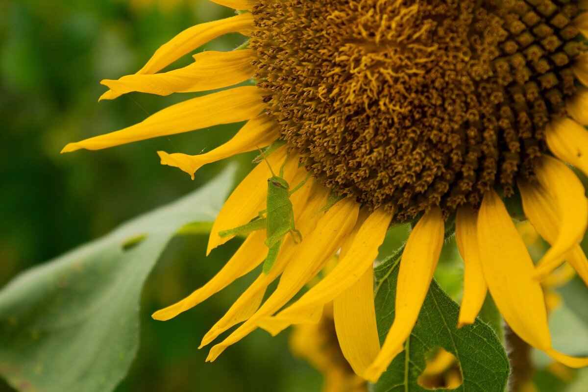 The Role of Media in Promoting Cricket