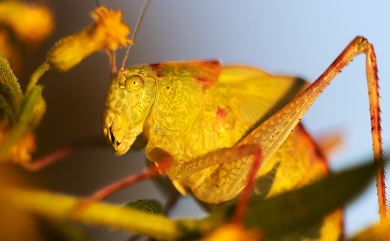 Cricket and Its Economic Impact