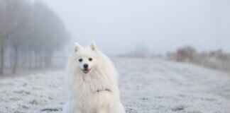 Köpekler Neden Uyarı Vermeden Isırır? Davranışsal İçgörüler Köpekler Neden Uyarı Vermeden Isırır? Davranışsal İçgörüler