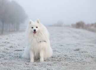 Köpekler Neden Uyarı Vermeden Isırır? Davranışsal İçgörüler Köpekler Neden Uyarı Vermeden Isırır? Davranışsal İçgörüler