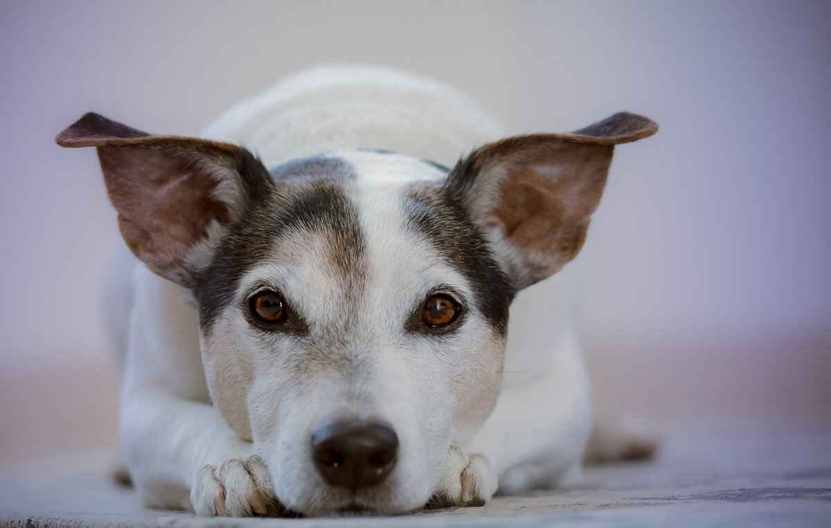 Köpek Isırma Davranışının Temel Nedenleri