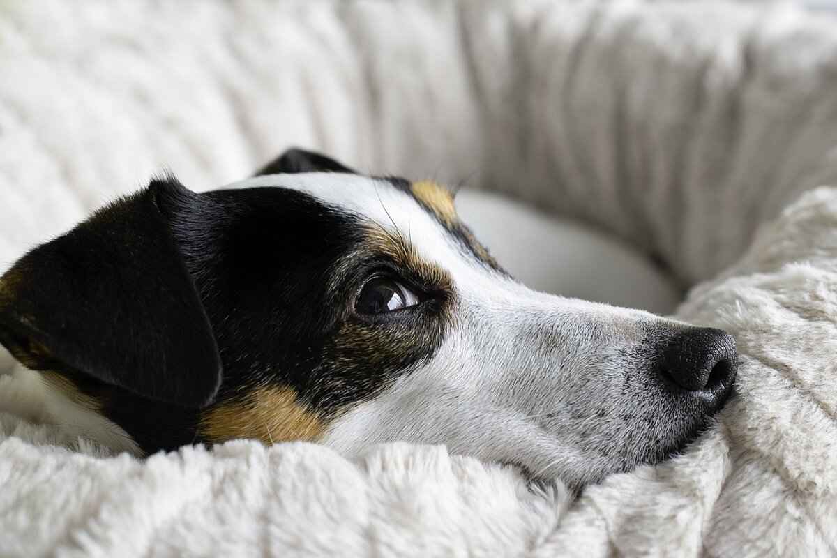 Sonuç: Köpek Davranışını Anlamak