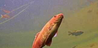 Why Hilsa Fish Is the King of Bengali Cuisine Why Hilsa Fish Is the King of Bengali Cuisine