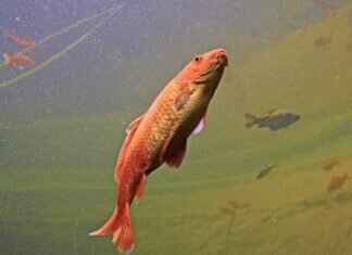 Why Hilsa Fish Is the King of Bengali Cuisine Why Hilsa Fish Is the King of Bengali Cuisine