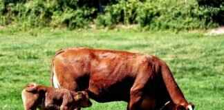 Why More Bengalis Are Turning to Organic Farming Why More Bengalis Are Turning to Organic Farming