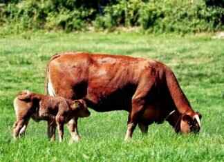 Why More Bengalis Are Turning to Organic Farming Why More Bengalis Are Turning to Organic Farming