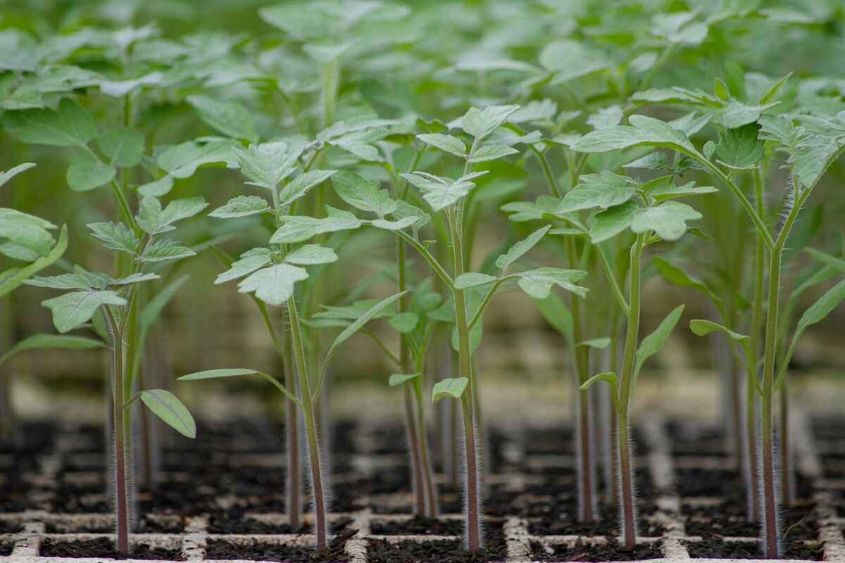 Economic Factors Driving Organic Farming