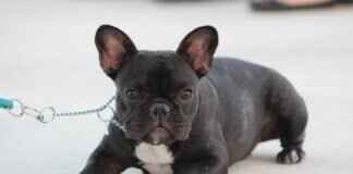 Köpek Yavruları Neden Isırır ve Bunu Erken Nasıl Durdurabilirsiniz? Köpek Yavruları Neden Isırır ve Bunu Erken Nasıl Durdurabilirsiniz?