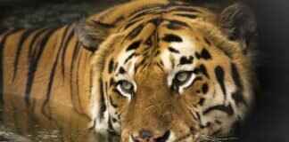 Why West Bengal Is a Paradise for Wildlife Lovers Why West Bengal Is a Paradise for Wildlife Lovers