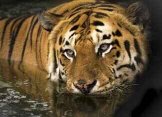 Why West Bengal Is a Paradise for Wildlife Lovers Why West Bengal Is a Paradise for Wildlife Lovers