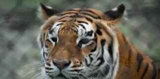 Why West Bengal is Perfect for Nature Lovers and Adventure Seekers Why West Bengal is Perfect for Nature Lovers and Adventure Seekers