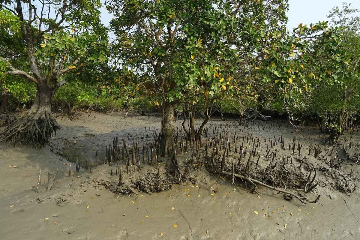 Why West Bengal is Perfect for Nature Lovers and Adventure Seekers 2 2. The Sundarbans: A UNESCO World Heritage Site