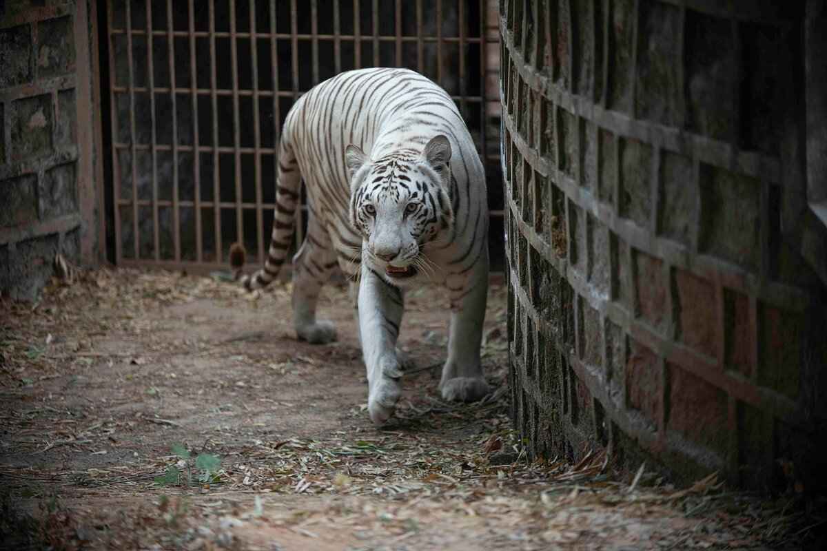 Music and Dance: Rhythms of Bengal