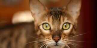 Why West Bengal Should Be on Your Travel Bucket List Why West Bengal Should Be on Your Travel Bucket List